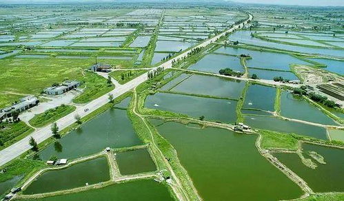 秋季漁業(yè)管理5大要點(diǎn)與畜牧漁業(yè)飼料銷售策略