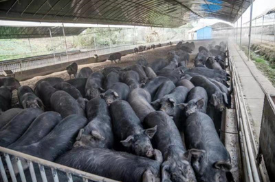 重慶海林生豬發展 探索畜牧漁業與飼料銷售協同發展之路