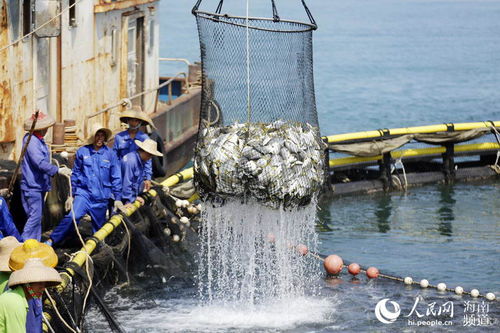 海南黨史百件大事 實(shí)施“一省兩地”產(chǎn)業(yè)發(fā)展戰(zhàn)略與畜牧漁業(yè)飼料銷售的轉(zhuǎn)型升級(jí)