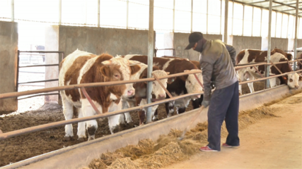 【鄉(xiāng)村行·看振興】高臺 “畜”勢勃發(fā)牧歌歡——畜牧漁業(yè)飼料銷售助力產業(yè)興旺